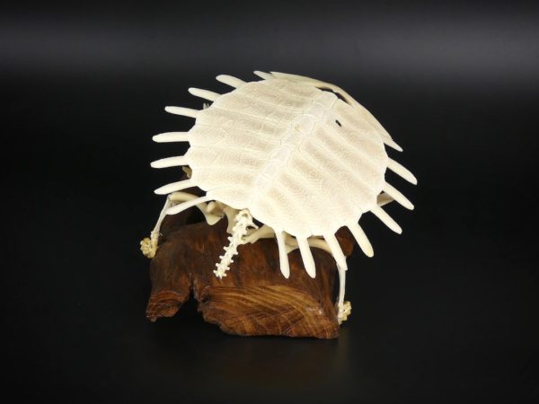 Squelette de tortue molle (dessus)