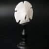 Test d'oursin plat (3/4)