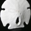 Test d'oursin plat (3/4 face)