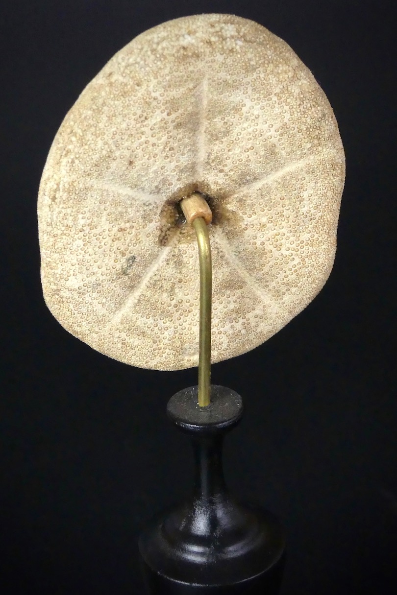Grand test d/'oursin Taxidermie Deco Cabinet de curiosités Coquillage
