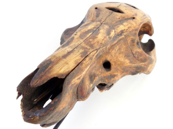 Crâne Atoni Timor (3/4 détail)