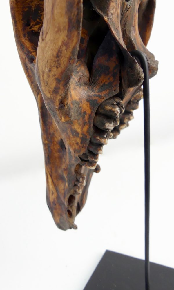 Crâne Atoni Timor (détail)