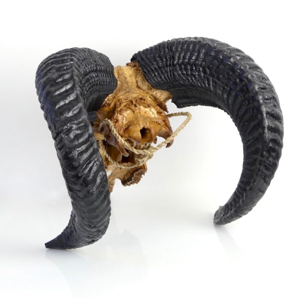 Crâne de chèvre javanaise (3/4 dos)