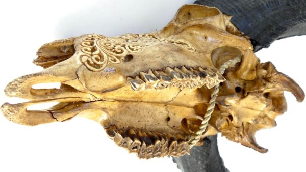 Crâne de chèvre javanaise (dessous détail)