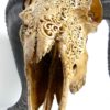 Crâne de chèvre javanaise (détail)
