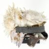 Ballerine et coquillages (dessus 2)