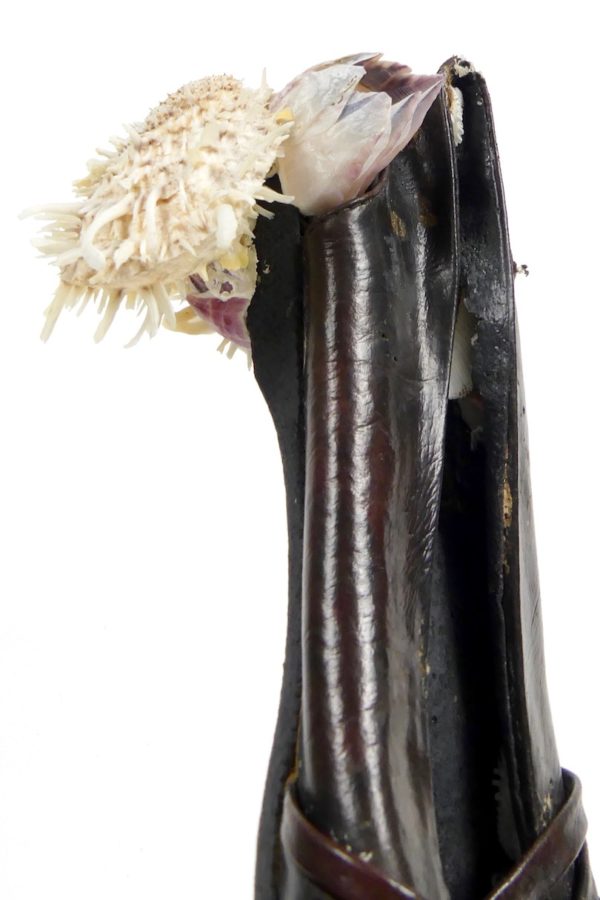 Ballerine et coquillages (détail)