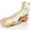 Modèle anatomique de pied (3/4-2)