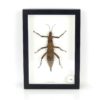 Cadre entomologique Phasme Eurycantha coronata