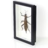 Cadre entomologique Phasme Eurycantha coronata (3/4)