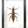 Cadre entomologique Phasme Eurycantha coronata (face)