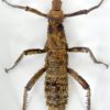 Cadre entomologique Phasme Eurycantha coronata