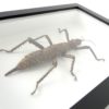 Cadre entomologique Phasme Eurycantha coronata (détail)