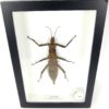 Cadre entomologique Phasme Eurycantha coronata (dessus)