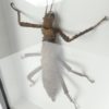 Cadre entomologique Phasme Eurycantha coronata (détail 3/4)