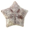 Étoile-coussin régulière Halityle regularis