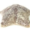 Étoile-coussin régulière Halityle regularis (dessus)