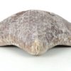 Étoile-coussin régulière Halityle regularis (profil)