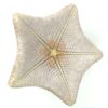 Étoile-coussin régulière Halityle regularis (dessous)