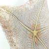 Étoile-coussin régulière Halityle regularis (détail dessous)