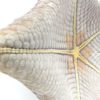 Étoile-coussin régulière Halityle regularis (détail dessous 2)