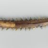 Couteau de guerrier Kiribati ancien (détail lame)
