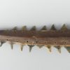 Couteau de guerrier Kiribati ancien (détail pointe 2)