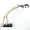 Lampe de bureau squelette (profil)