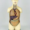 Buste anatomique Turc vintage (face)