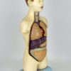Buste anatomique Turc vintage (3/4)
