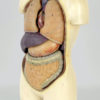 Buste anatomique Turc vintage (buste 3/4)