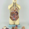 Buste anatomique Turc vintage (organes)