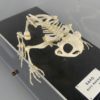 Squelette de crapaud buffle (dessus 3/4)