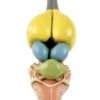 Modèle d'anatomie cerveau de grenouille (détail)