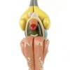 Modèle d'anatomie cerveau de grenouille (détail face)