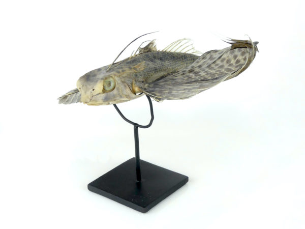 Poisson volant exocet naturalisé soclé (3/4)