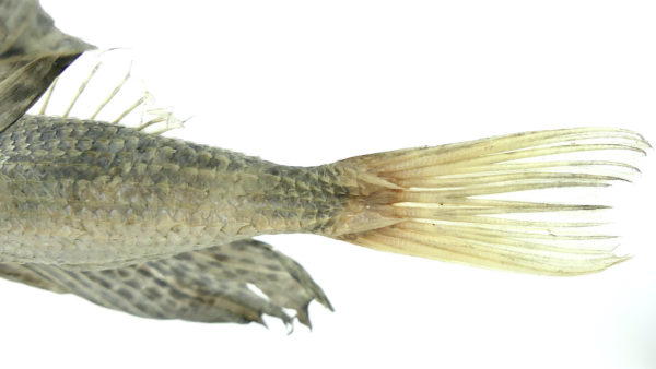 Poisson volant exocet naturalisé soclé (détail)