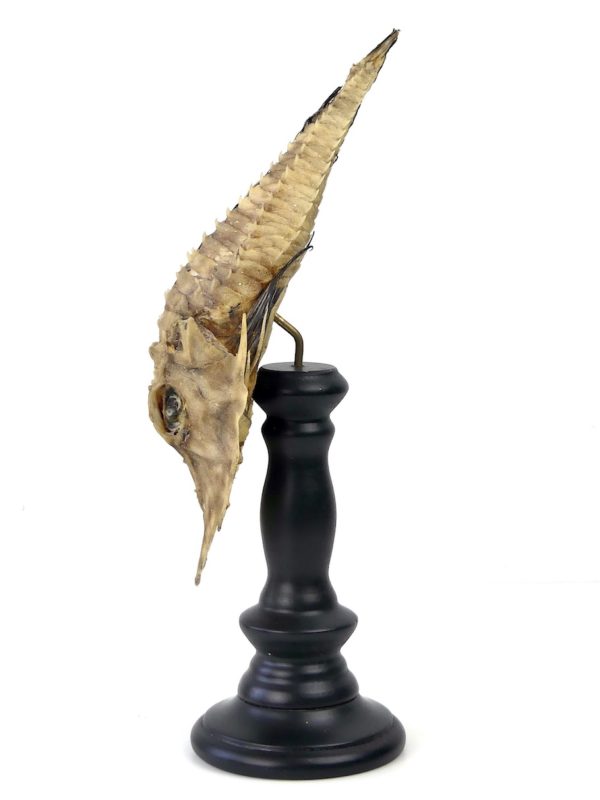 Malarmat Peristedion cataphractum naturalisé sur pied (profil)