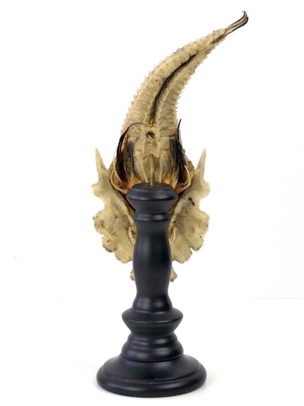 Malarmat Peristedion cataphractum naturalisé sur pied (dos)