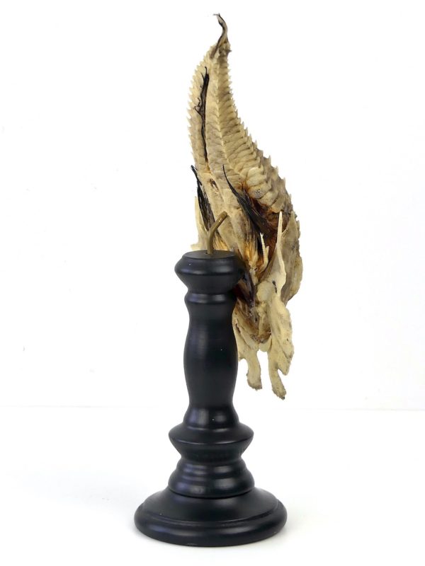 Malarmat Peristedion cataphractum naturalisé sur pied (3/4 dos)