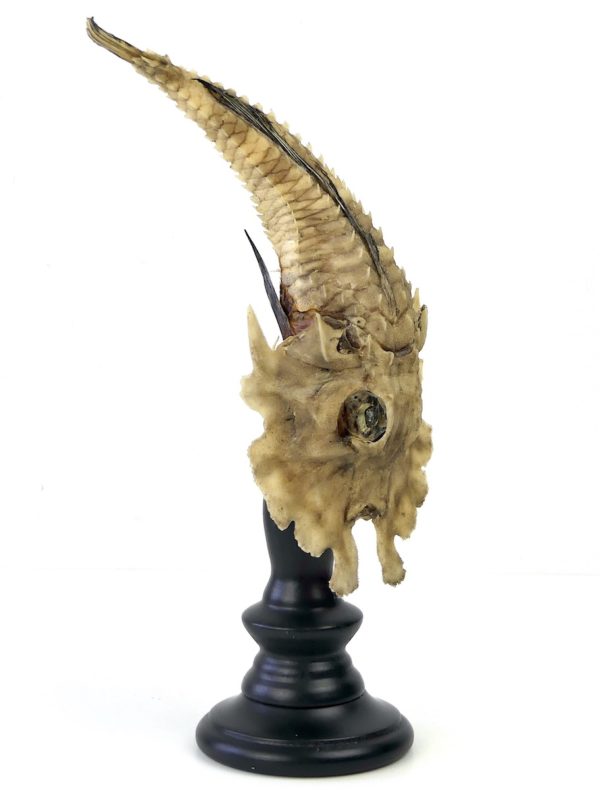 Malarmat Peristedion cataphractum naturalisé sur pied (3/4)