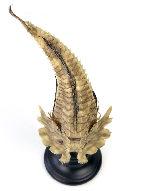 Malarmat Peristedion cataphractum naturalisé sur pied (dessus)