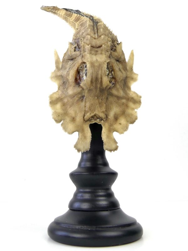 Malarmat Peristedion cataphractum naturalisé sur pied (dessous)