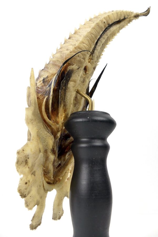 Malarmat Peristedion cataphractum naturalisé sur pied (détail)