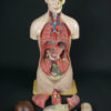 Grand mannequin clastique ancien (organes)