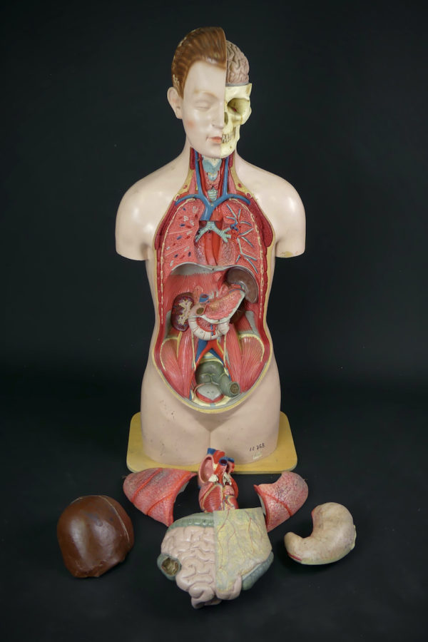 Grand mannequin clastique ancien (organes)