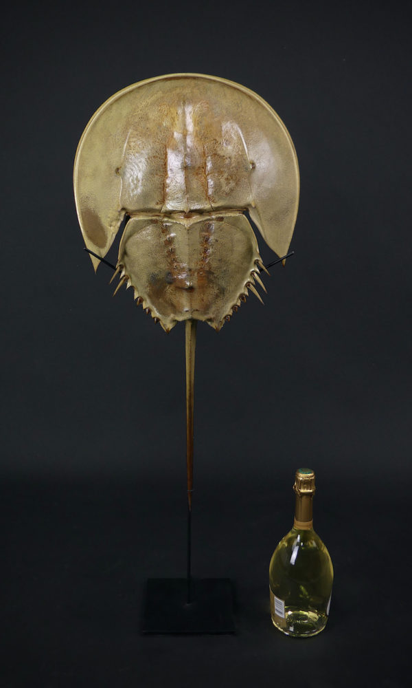 Limule de grande taille sur socle (proportion)