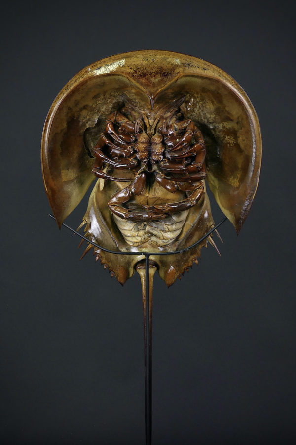 Limule de grande taille sur socle (dessous détail)