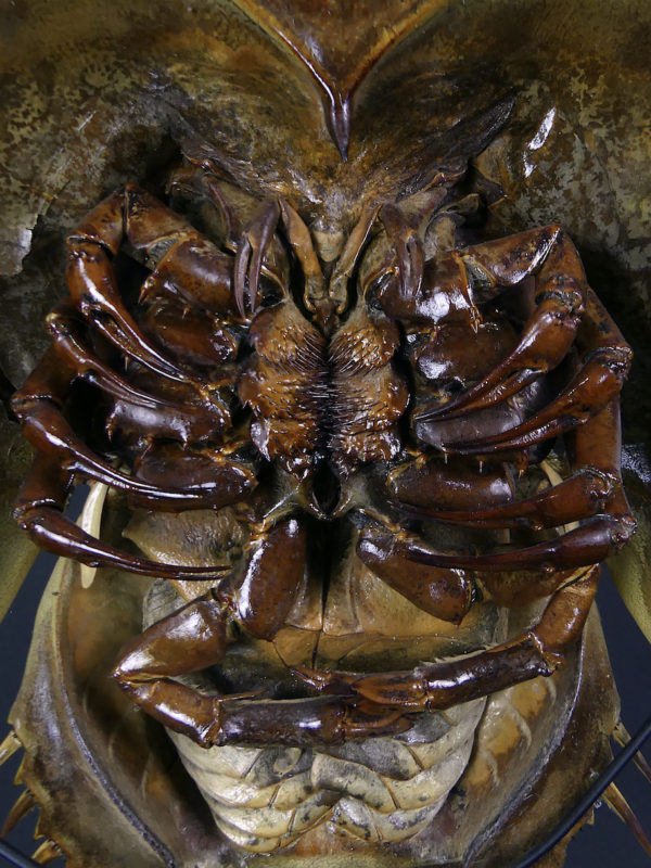 Limule de grande taille sur socle (dessous détail)