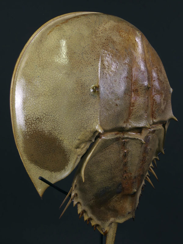 Limule de grande taille sur socle (3/4 détail)